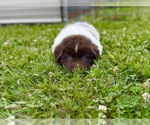Medium Newfoundland