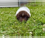 Puppy Brown  white Newfoundland