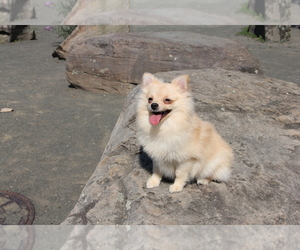 Pomeranian Puppy for sale in EMPIRE STATE, NY, USA