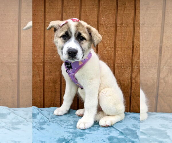 Medium Photo #3 Akita-Great Pyrenees Mix Puppy For Sale in Mt. Laurel, NJ, USA
