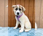 Small #2 Akita-Great Pyrenees Mix