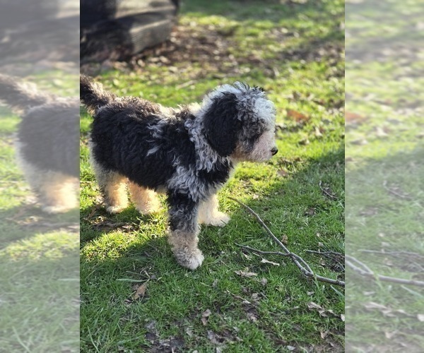 Medium Photo #3 Bernedoodle Puppy For Sale in GREENWOOD, IN, USA