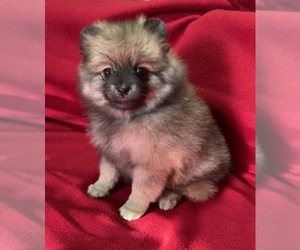Pomeranian Puppy for sale in LAKEWOOD, CO, USA