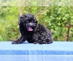 Small #43 Poodle (Toy)