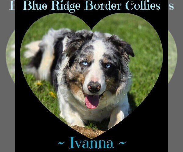 Medium Photo #1 Border Collie Puppy For Sale in BROOKFIELD, MO, USA
