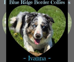 Mother of the Border Collie puppies born on 05/15/2025