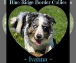 Small Photo #1 Border Collie Puppy For Sale in BROOKFIELD, MO, USA