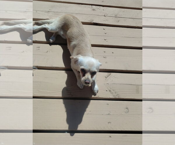 Medium Photo #2 Chihuahua-Unknown Mix Puppy For Sale in Apple Valley, CA, USA
