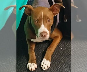 Mutt Dogs for adoption in Lodi, CA, USA