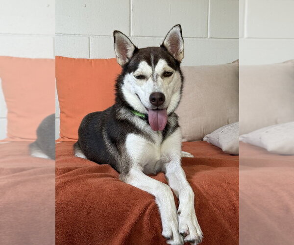 Medium Photo #9 Siberian Husky-Unknown Mix Puppy For Sale in San Leon, TX, USA