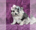 Small Photo #6 Pomeranian Puppy For Sale in LINCOLN UNIV, PA, USA