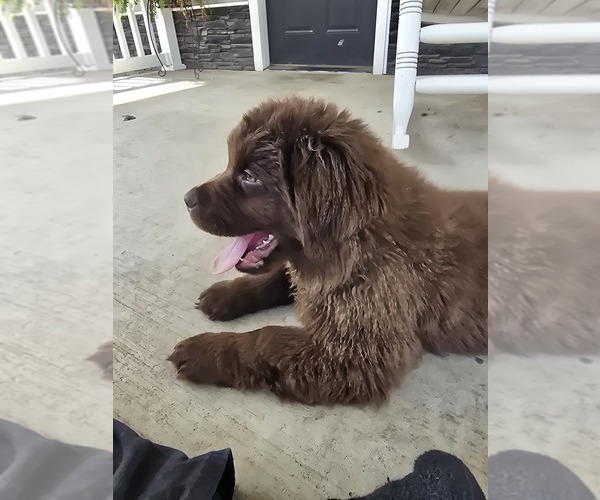 Medium Photo #24 Newfoundland Puppy For Sale in TILTON, IL, USA