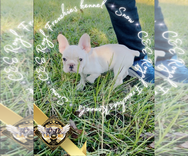 Medium Photo #4 French Bulldog Puppy For Sale in ATHENS, GA, USA