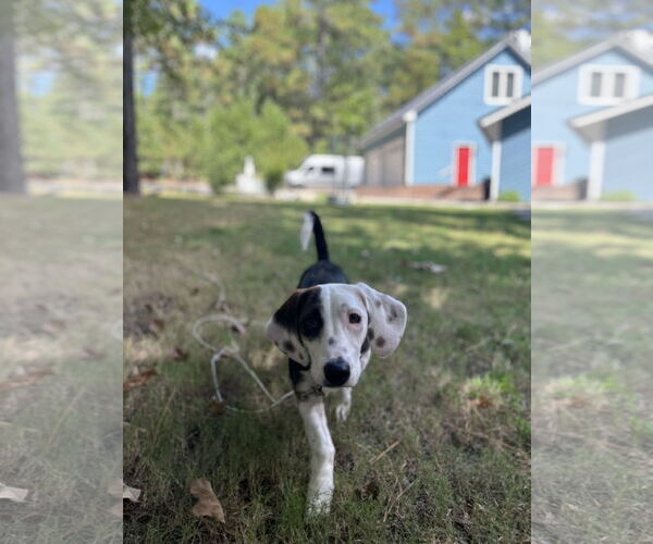 Medium Photo #6 Doxle Puppy For Sale in Fruitland, SC, USA