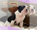 Small #1 Boston Terrier