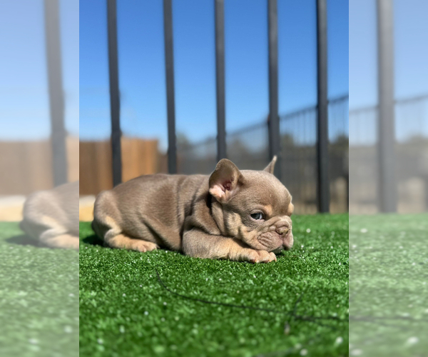 Medium Photo #2 French Bulldog Puppy For Sale in CINCINNATI, OH, USA