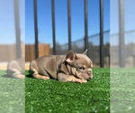Small #1 French Bulldog