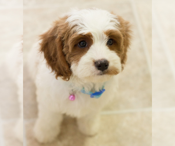 Medium Photo #9 Cavapoo Puppy For Sale in BAY VIEW, WI, USA