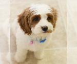 Small Photo #9 Cavapoo Puppy For Sale in BAY VIEW, WI, USA