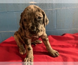 Great Dane Puppy for sale in DALTON, IN, USA