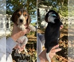 Puppy Teal Beagle