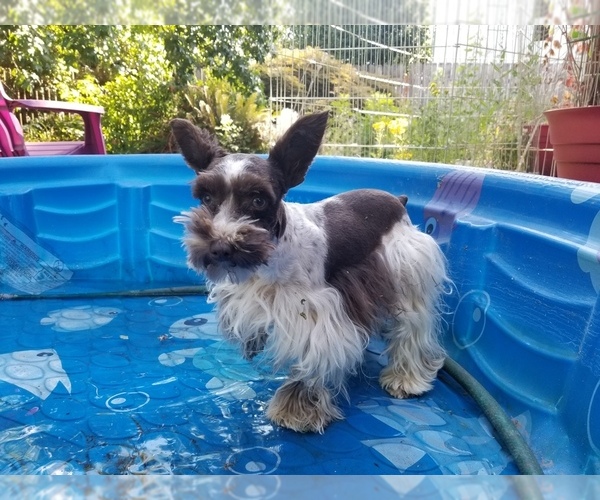 Medium Photo #4 Schnauzer (Miniature) Puppy For Sale in CANBY, OR, USA