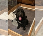 Small Photo #1 Bernedoodle Puppy For Sale in CLANTON, AL, USA