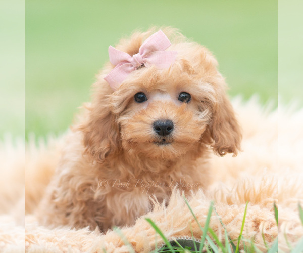 Medium Photo #101 Maltipoo (Miniature) Puppy For Sale in WARSAW, IN, USA