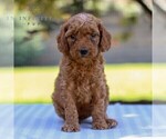 Small #4 Goldendoodle