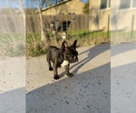 Puppy 1 French Bulldog