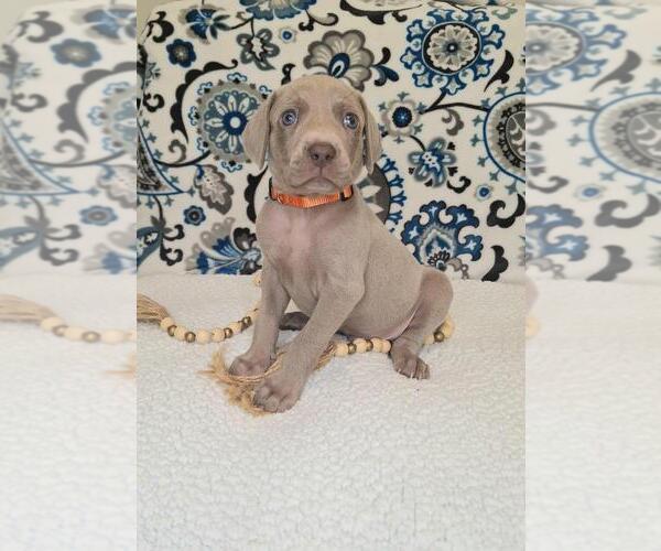 Medium Photo #21 Weimaraner Puppy For Sale in LEWISBURG, KY, USA
