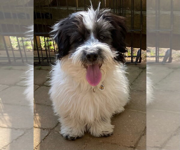 Medium Photo #1 Shih Tzu-Unknown Mix Puppy For Sale in Candler, NC, USA
