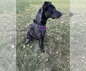 Aurora - Female Shepradors Dog for Adoption - Photo #2