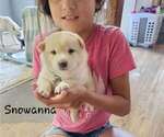 Puppy Snowanna Shiba Inu