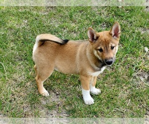 Shiba Inu Puppy for sale in CLARK, MO, USA