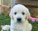 Small Photo #3 English Cream Golden Retriever Puppy For Sale in PORT SAINT LUCIE, FL, USA