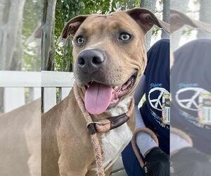 American Staffordshire Terrier Dogs for adoption in Fort Lauderdale, FL, USA