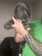 Great Dane Puppy for sale in MOBILE, AL, USA