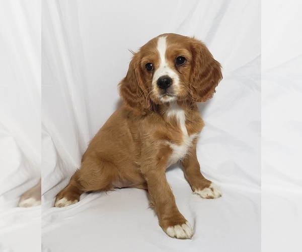 Medium Photo #2 Cavapoo Puppy For Sale in SUMMERVILLE, SC, USA