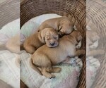Small Photo #4 Golden Irish-Golden Retriever Mix Puppy For Sale in EUREKA, IL, USA