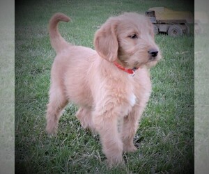 Labradoodle Puppy for sale in LUBLIN, WI, USA