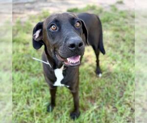 Labrador Retriever-Unknown Mix Dogs for adoption in Conroe, TX, USA