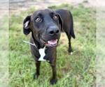 Small Labrador Retriever Mix