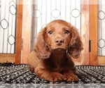 Small Dachshund