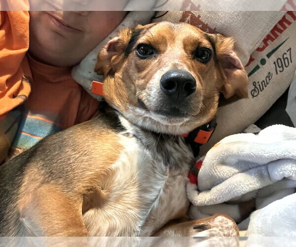 Medium Photo #3 Beagle Puppy For Sale in Dunnellon, FL, USA
