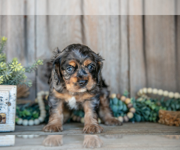 Medium Photo #2 Cocker Spaniel Puppy For Sale in BALTIC, OH, USA