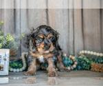 Small #1 Cocker Spaniel