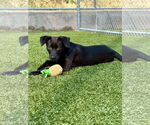 Small #1 Labrador Retriever Mix
