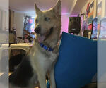 Small #5 German Shepherd Dog-Siberian Husky Mix