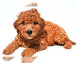 Small #43 Goldendoodle mix (+ Poodle Miniature)